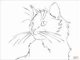 Cat Line Drawing Coloring Lineart Face Realistic Warrior Portrait Pages Cats Printable Outline Drawings Supercoloring Cliparts Icon Woman Painting Kittens sketch template