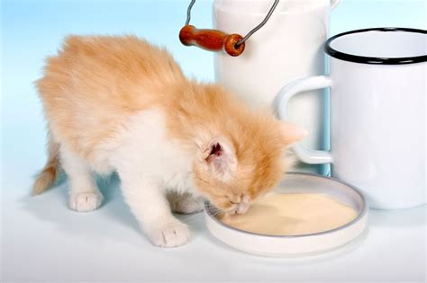 Treating Stomach Troubles In Cats