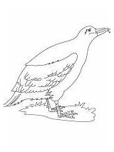 Coloring Pages Albatross Birds Recommended sketch template
