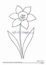 Colouring Daffodil Pages Activity Village Explore sketch template