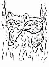 Raccoon Racoon Printable Kids Raccoons Animals sketch template