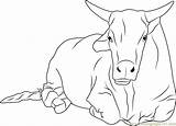 Bull Bulls Coloringpages101 Getdrawings sketch template