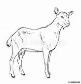 Goat Female Domestic Chevre Aegagrus Capra Hircus Geiten Vectoriels Domesticated Afkomstig sketch template