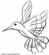 Oiseau Oiseaux Colibri Mouche Picaflor Hummingbird Colorier Branche Humming Primanyc Justcolor sketch template