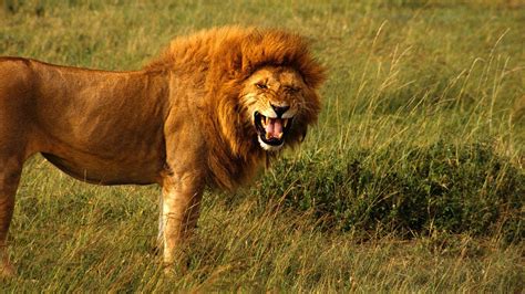 lion facts  interesting facts  lions