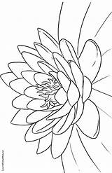 Coloring Lotus Pages Flower Printable Color Getcolorings sketch template