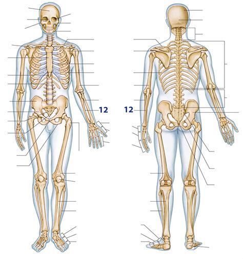 botten menselijk lichaam xps agbc