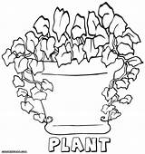 Plant Coloring Pages Pot sketch template