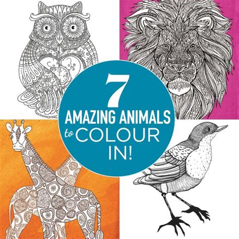 amazing animals  colour  blog crafts beautiful magazine