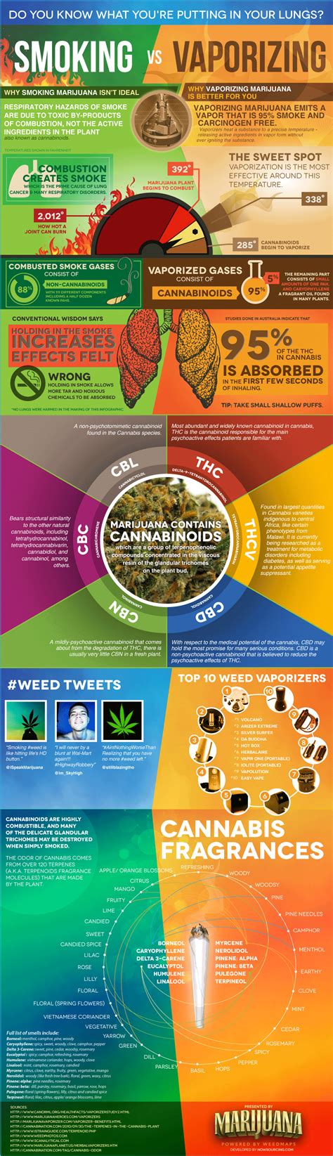 smoking cannabis  vaping  daily infographic