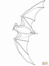 Bat Tailed Mexican Coloring Drawing Pages Outline Bats Printable Cute Paper Getdrawings Categories sketch template