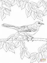 Coloring Mockingbird Realistic Bird Pages Drawing Printable Northern Tropical Birds Color Texas Print State Flower Sheet Getdrawings Template Getcolorings Unique sketch template