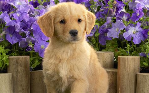 yellow labrador puppy wallpapers hd wallpapers id