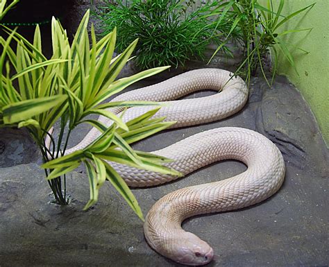 gratis billeder fauna public domain slange hvirveldyr slanger burmesepython skaleret
