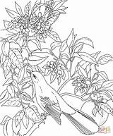 Coloring Pages Birds Flowers Flower Clipart Bird Colouring Library Tropical sketch template