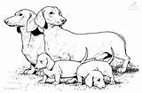 Coloring Dog Pages Puppy Realistic Printable Colouring Sausage Print Color Wiener Dachshund Dogs Family Animals Puppies Colour Weiner Big Drawing sketch template