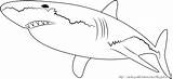 Hiu Mewarnai Ikan Shark Paud Getdrawings sketch template