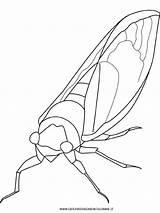 Cigale Cicala Fourmi Disegno Insekten Robaki Kolorowanki Animali Owady Cicada Insetti Dzieci Malvorlage Kategorien sketch template