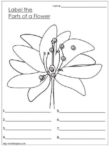 parts   flower worksheets learning science homeschool science