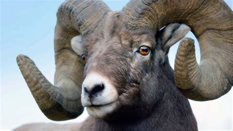 head banging bighorn sheep   rockies kingdoms   sky wliw