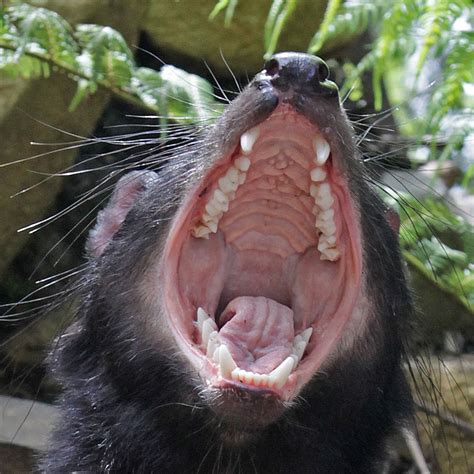 bone crunching teeth   tasmanian devil sarcophilus flickr