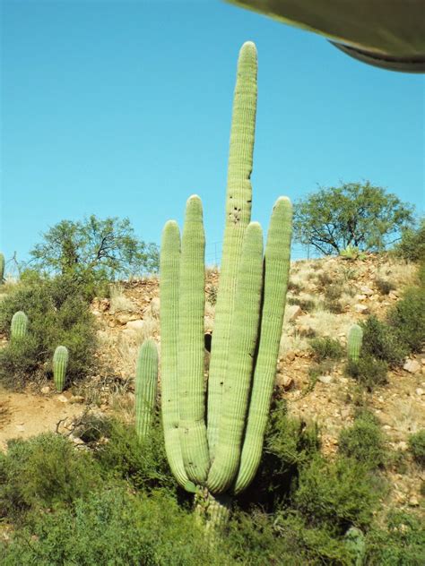 evie   mom rving  study   saguaro cactus