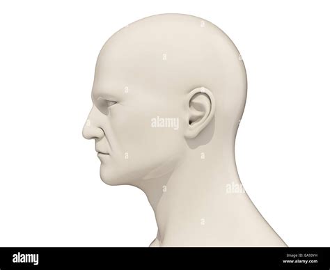 human head side view isolated   white background stock photo alamy