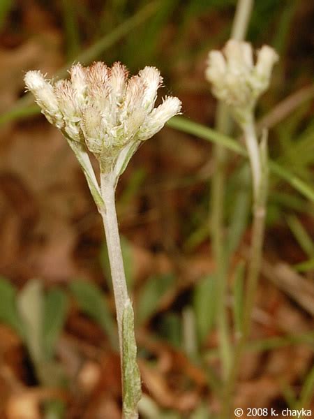 antennaria plantaginifolia plantain leaved pussytoes minnesota wildflowers