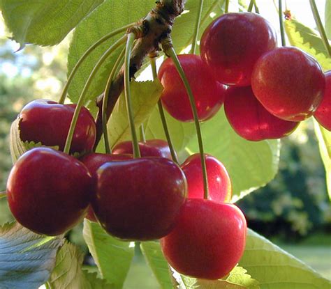 enjoy cherries  plenty  health benefits  healthier michigan
