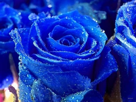 la rosa azul