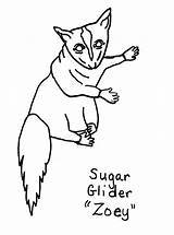 Sugar Glider Coloring Pages Animals Printable Getdrawings Drawing 16kb sketch template