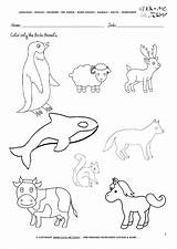 Animals Arctic Pages Worksheet Tundra Worksheets Color Coloring Activity Sheet Printable English Polar Getcolorings sketch template