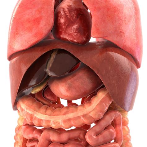 images  anatomy  organs kodeposid