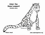 Leopard Snow Coloring Pages Baby Color Print Printable Kids Drawing Nature Exploring Educational Resource Getdrawings Getcolorings Animal Anbu Sheet Sponsors sketch template