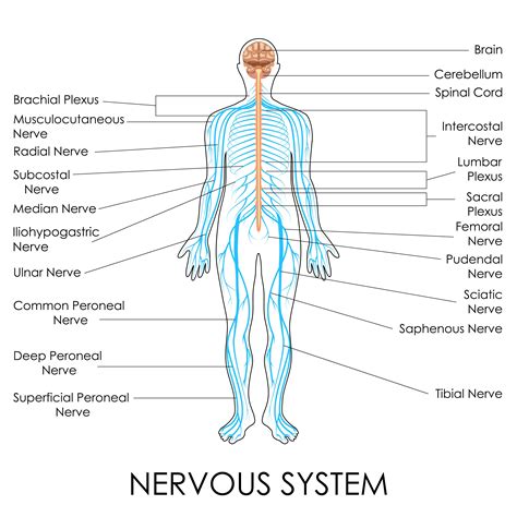 muscle chart  nerve function chart nerve anatomy nerves images