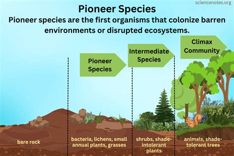 pioneer species definition  examples