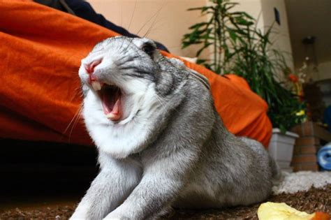 Rabbits Yawning Are Terrifying So People Are Sharing Photos Online