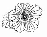 Hawaiian Lei Drawing Coloring Pages Paintingvalley sketch template