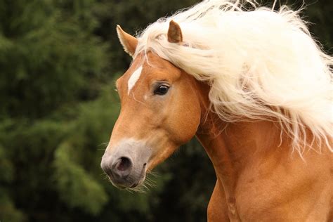 haflinger foto bild tiere haustiere pferde esel maultiere