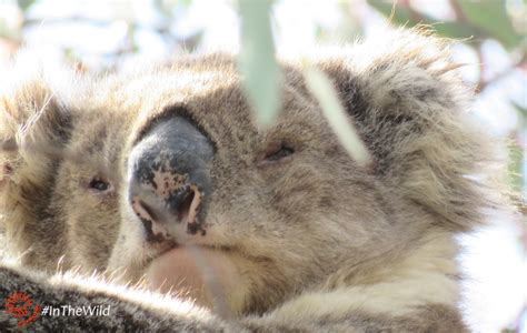 our wild koalas anzac echidna walkabout nature tours