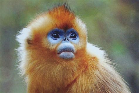 golden snub nosed monkey