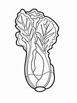 Lettuce Coloring Pages Vegetables Print Colouring Template Color Clipart Drawing Clipartmag sketch template