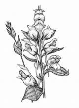 Snapdragon Drawing Flower Sketch Linaria Dalmatica Drawings Toadflax Flowers Plant Paintingvalley Coloring Copyright sketch template