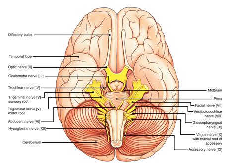 easy notes on 【cranial nerves】learn in just 4 minutes earth s lab