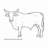 Bull Coloring Bucking Pages Color Cow Line Drawing Bulls Drawings Standing Print Printable Riding Own Choose Board Colour Getcolorings Realistic sketch template