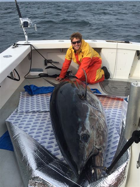 bluefin tuna striped bass haddock  shark fishing gloucester ma