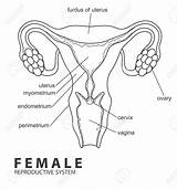 Drawing Reproductive Female Organs Anatomy System Male Human Body Cow Getdrawings Diagram Draw Label Organ Worksheets Uterus Drawings Ovary Give sketch template