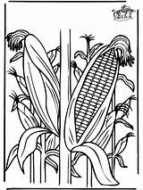 Coloring Corn Pages Plants Crop Clipart Funnycoloring Ohio Library Advertisement Template sketch template