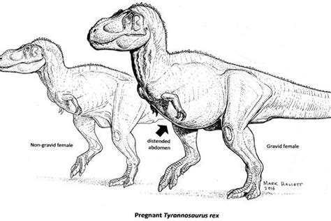 Bones Of Pregnant T Rex Could Aid Dinosaur Sex Typing