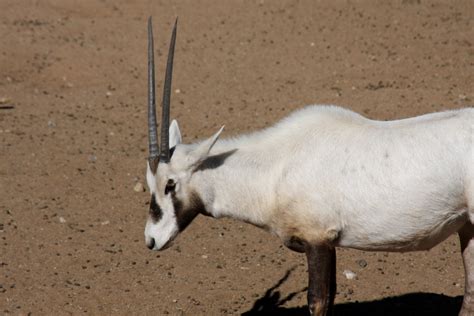 arabian oryx  white oryx oryx leucoryx  zoochat
